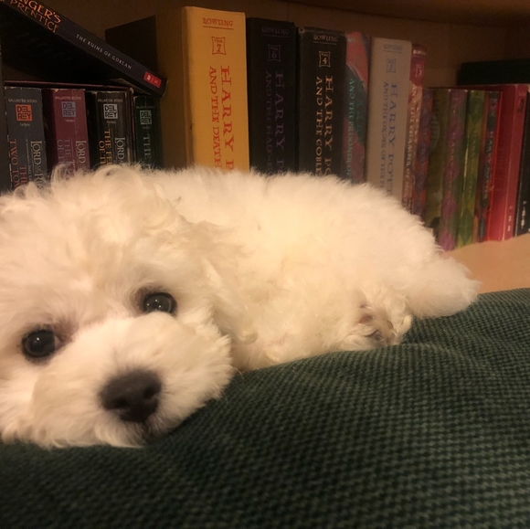 Meet your Posher, Kathleen - Picture 1 of 3